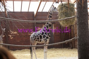 zoo2