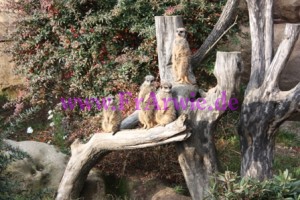 zoo3