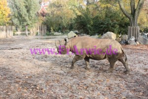 zoo4