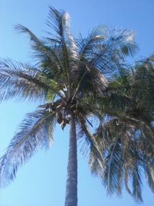 Palme Palme
