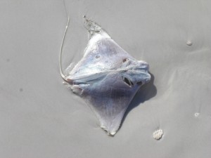 Gestrandeter Rochen Gestrandeter Rochen