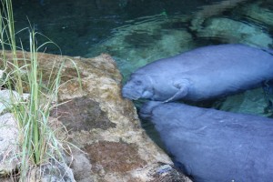 Manatee_1 Manatee_1