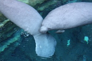 Manatee_2 Manatee_2