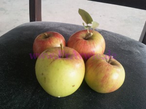 Die erste Ernte