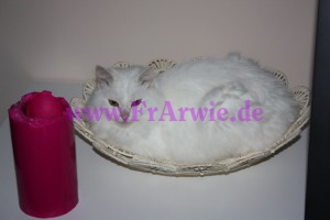 Katzendeko